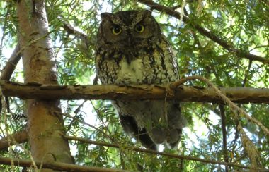 Western Screech Owl perches in a tree in daylight.