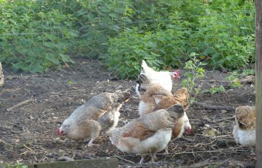 Five chicken hens that have gold, grey, and white patterning. They are behind a very thin wired fence (chicken wire), and are feeding on the earth. Green shrubbery fills the background behind them.