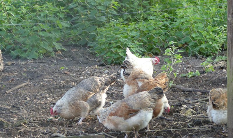 Five chicken hens that have gold, grey, and white patterning. They are behind a very thin wired fence (chicken wire), and are feeding on the earth. Green shrubbery fills the background behind them.
