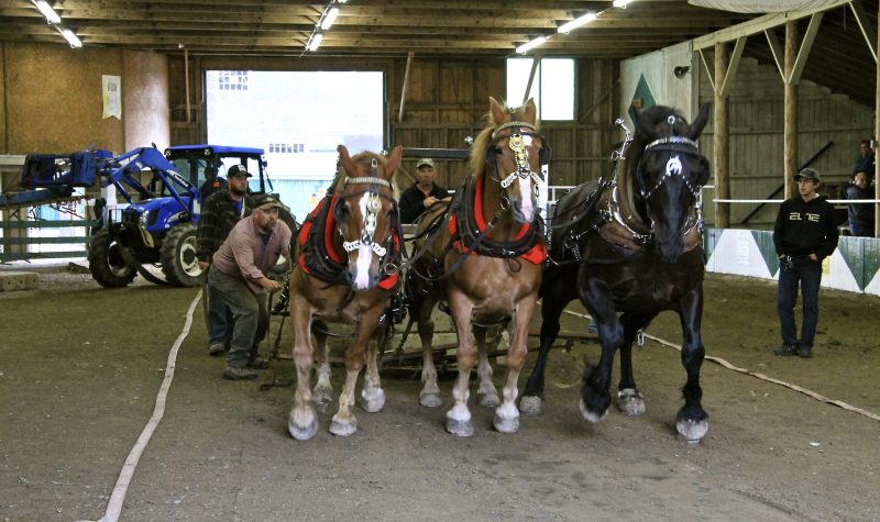 Three large horses pulling weight at a county exhibition.