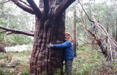 man in blue jacket stands with arms half way around trunk of large tree in forested area