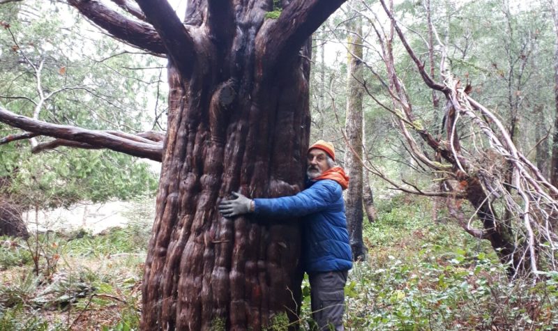 man in blue jacket stands with arms half way around trunk of large tree in forested area