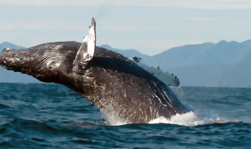 A humpback whale coming out of the water
