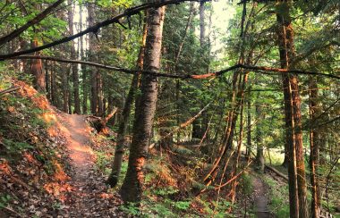 Forest with red light reflecting on trees and ground.