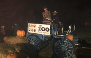 Une charette bleue avec une enseigne qui dit Boo at the Zoo est entourée de balles de foin et des citrouilles, et a deux squelettes assis à l'intérieur.