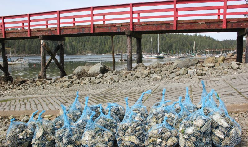 Red railing dock towers over twenty blue-netted bags of oysters, with the Gorge Harbour Marina Resort in the background.