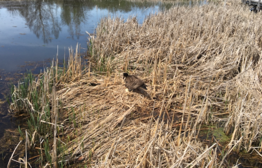 A Canada Goose standing over a nest with eggs visible, in brown dried marsh grasses, beside a body of water.