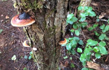 A Douglas fir tree sports flying saucer shaped discs of mycelium, while a green salal bush accents the scene.