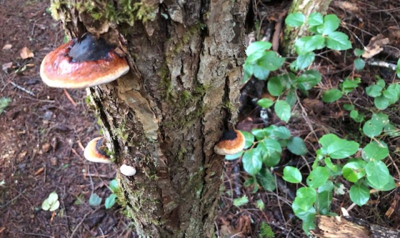 A Douglas fir tree sports flying saucer shaped discs of mycelium, while a green salal bush accents the scene.