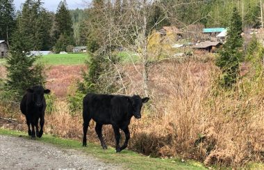 Two black cows saunter down a driveway leading to a farm.