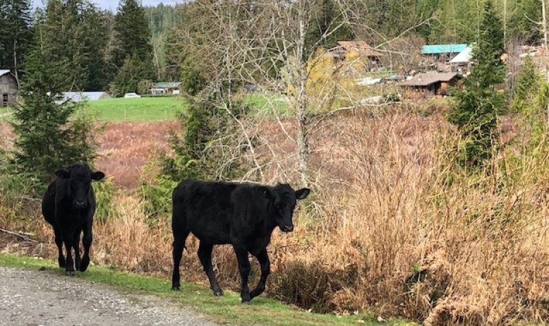 Two black cows saunter down a driveway leading to a farm.