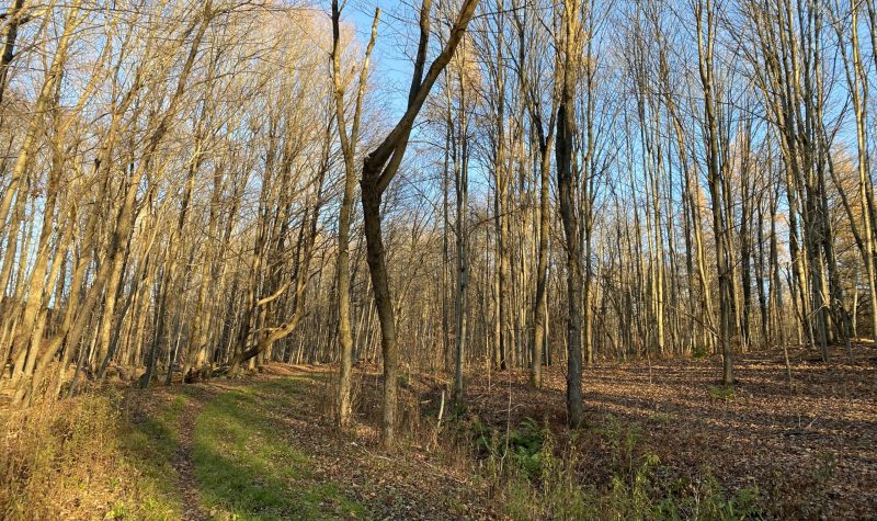 A walking path surrounded by trees on the Vieux-Verger property.