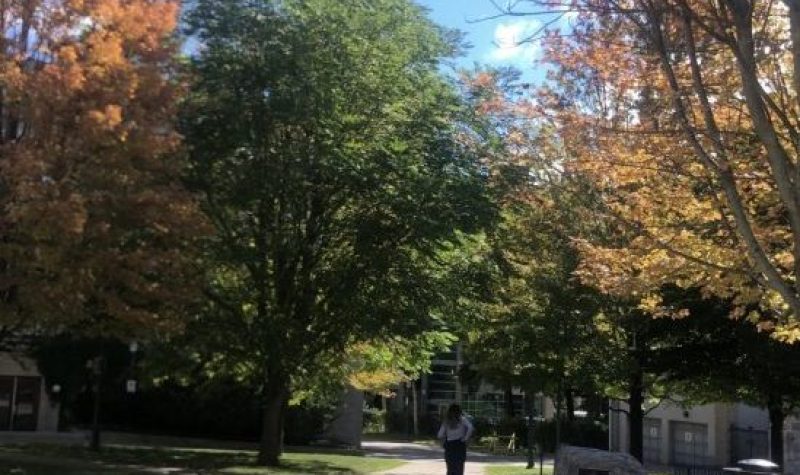 a pathway on Queen's University Campus, there are trees along the path on patches of grass. a student walks down the path.