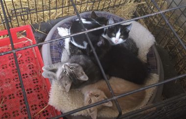 Quatre chatons dans une cage en boule