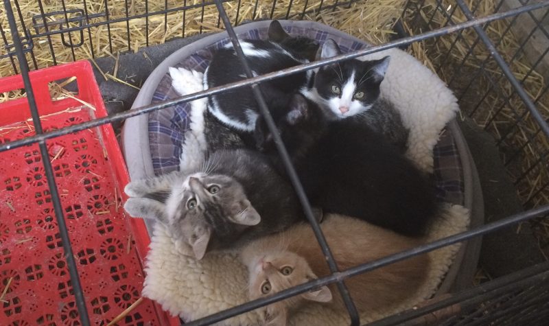 Quatre chatons dans une cage en boule
