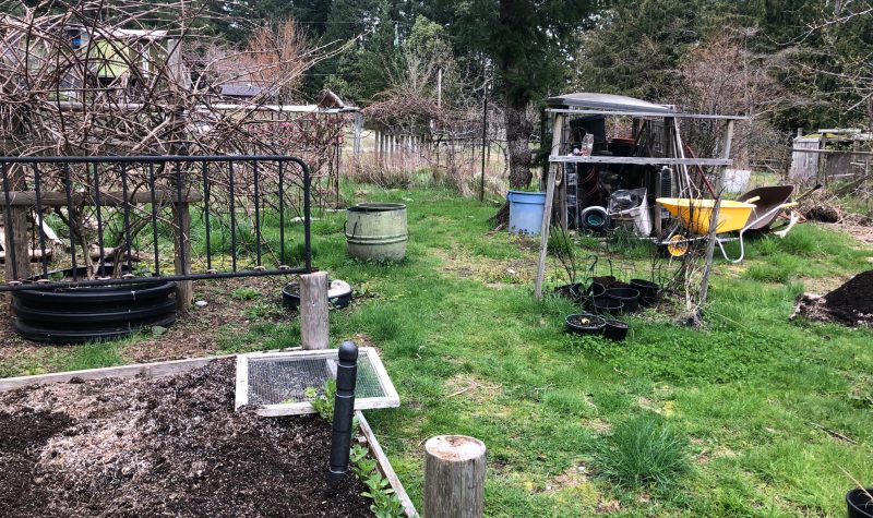 Garden plots and a garden shed and wheelbarrow set the scene in a grassy area.