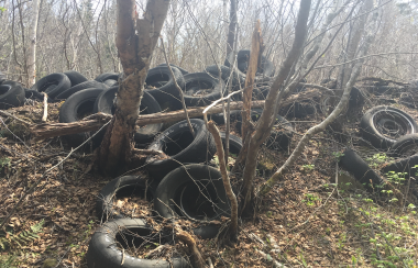 A large pile of discarded tires in the woods.