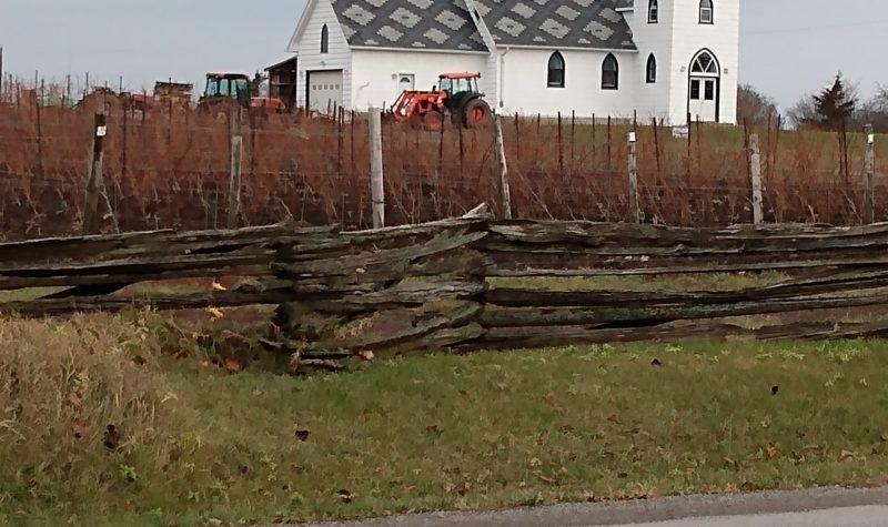 A white clapboard church style building sits behind a field of grape vines next to a paved roadway and a fence.