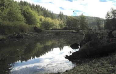 A pond surrounded by a clearing and trees beyond