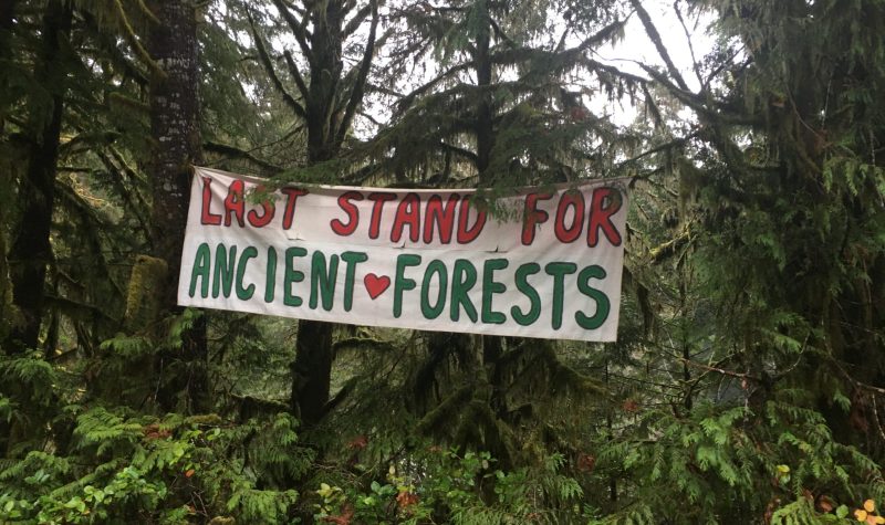 Banderole accrochée dans des arbres sur laquelle on peut lire : Last Stand for Ancient Forests