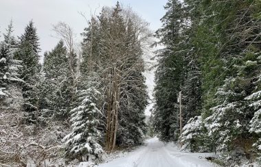 Snowy road with evergreen trees on either side.