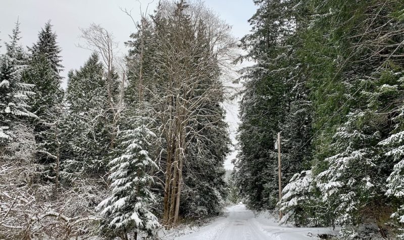 Snowy road with evergreen trees on either side.