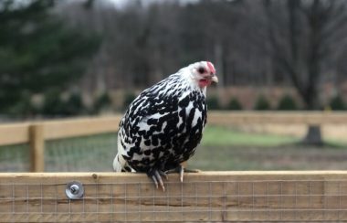 A small black and white hen perched on a fence