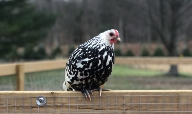 A small black and white hen perched on a fence