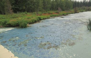 Vue sur une partie visiblement isolée du Lac La Biche, en bordure d'une forêt. Une couche bleue et verte d'algues bleues recouvre toute la surface.