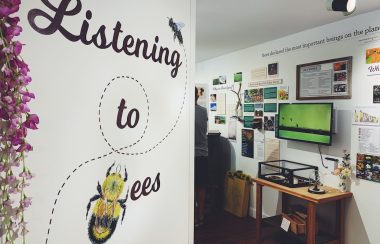 Wall displaying the words Listening to Bees, beyond which are display cases and posters