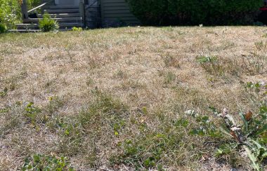A brown, dried out patch of lawn in front of a set of stairs and foundation of a house.