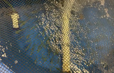 The Atlantic whitefish in the Aqautron aquarium at Dalhousie University.