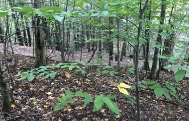 A small section of thinly treed forest with carpet of leaves.