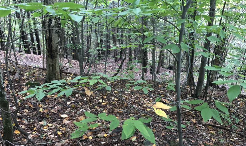 A small section of thinly treed forest with carpet of leaves.