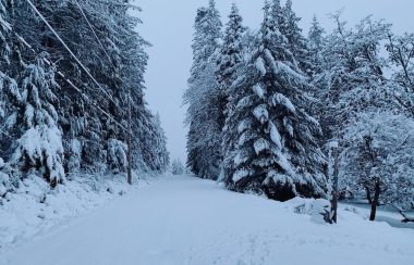 A snow-covered rural landscape of a road flanked by trees.