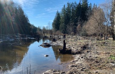 Sun is shining on a creek bed with muddy banks, trees in the background.