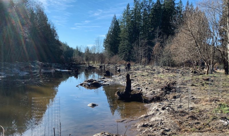 Sun is shining on a creek bed with muddy banks, trees in the background.