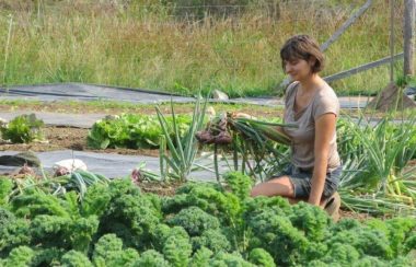 Market Farmers