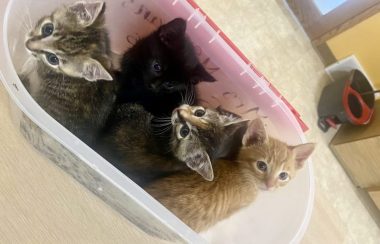Quatre chatons sont placés dans un bac en plastique, et certains regardent la caméra.