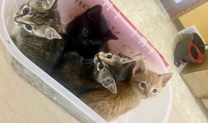 Quatre chatons sont placés dans un bac en plastique, et certains regardent la caméra.