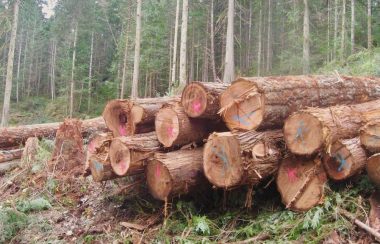 A pile of logs cut down in Cortes