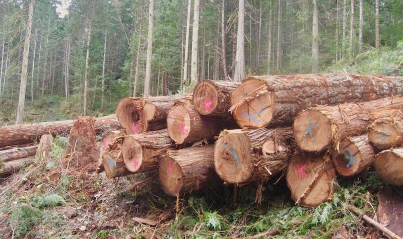 A pile of logs cut down in Cortes