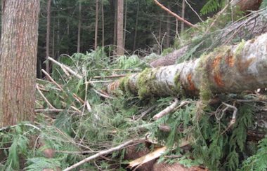 Logs in the Squirrel Cove cutblocks - Roy L Hales photo