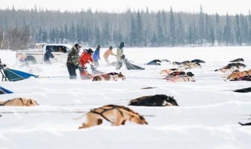 A wide shot of a bunch of sled dogs racing through heavy snow on a flat plain. Weather is fair