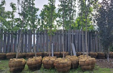 Six arbres de trois à quatre mètres non plantés dans le sol, côte à côté devant un clôture en bois grise