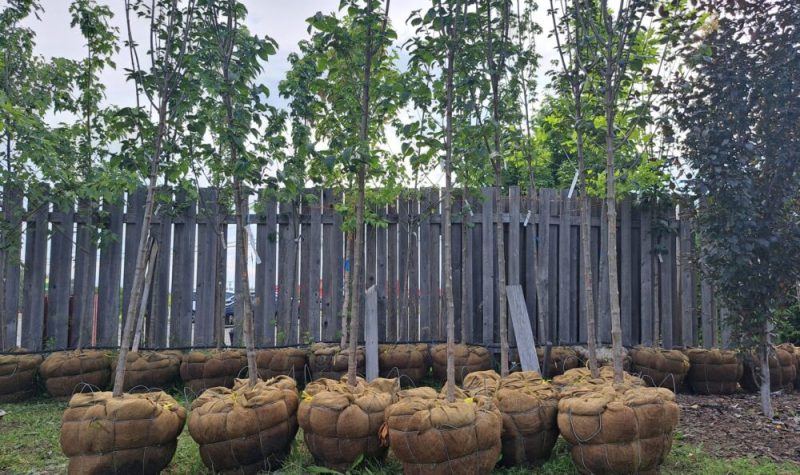 Six arbres de trois à quatre mètres non plantés dans le sol, côte à côté devant un clôture en bois grise