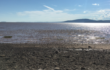 A flock of tens of thousands of shorebirds move in synch on the shores of Johnson’s Mills. Photo: Erica Butler