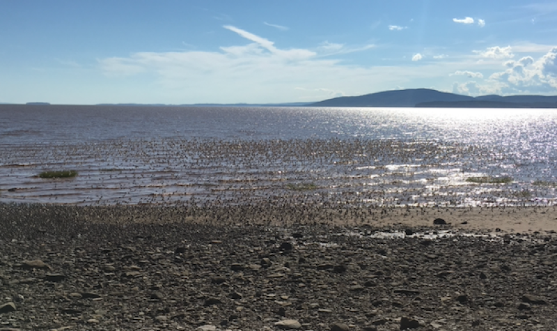 A flock of tens of thousands of shorebirds move in synch on the shores of Johnson’s Mills. Photo: Erica Butler