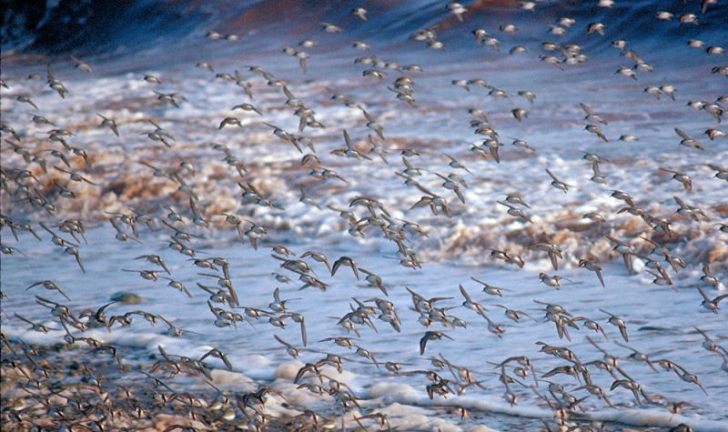 A flock of sandpipers fly along a shoreline.
