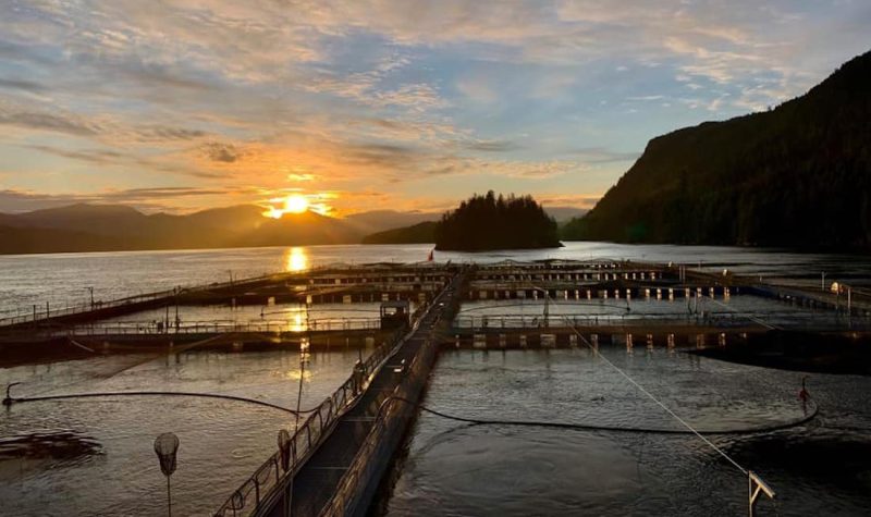 June 8 sunrise at Brent Island Farm, off the northern coast of Quadra Island – photo by Markus Fritsch, courtesy Cermaq Canada